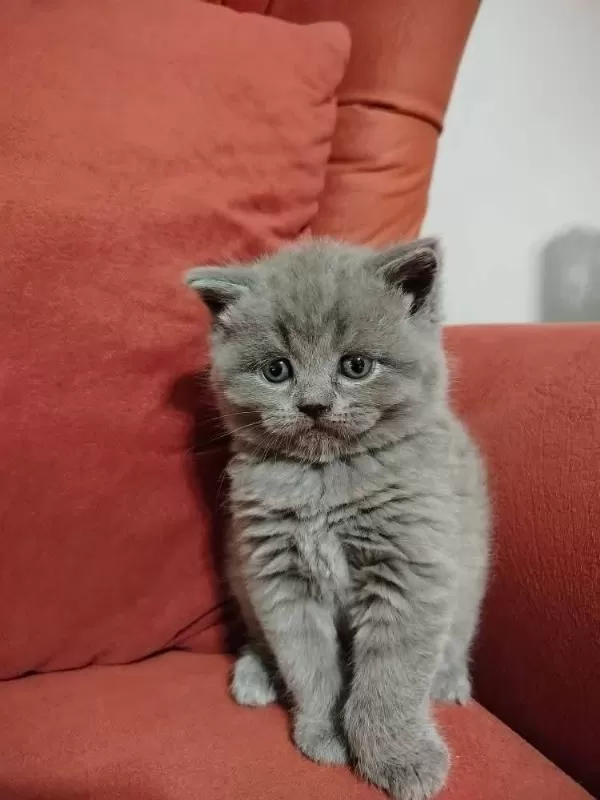 British Shorthair Yavrularımız
