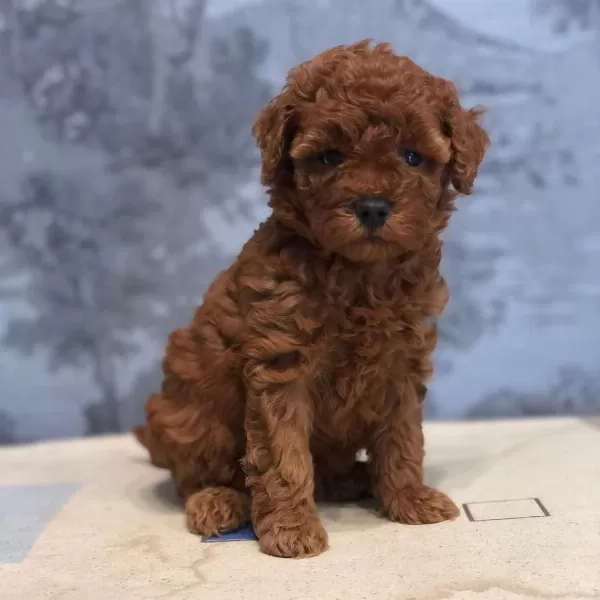 Toy Poodle Yavrulari