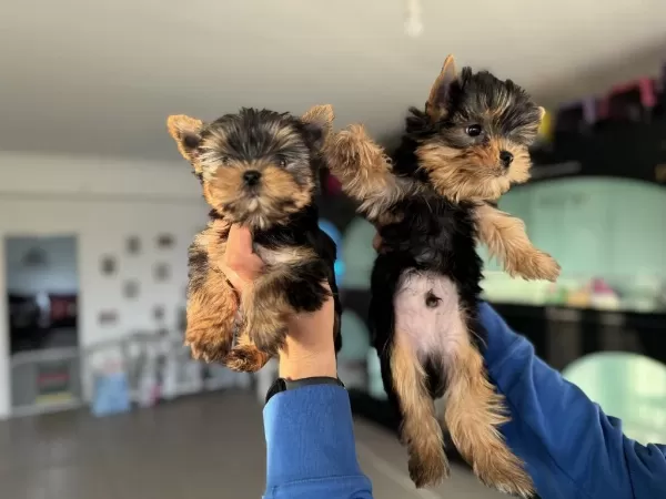 Yarışma Düzeyinde Tea Cup Yorkshire Terrier