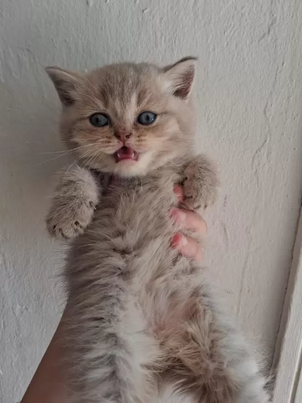 Blue Golden British Longhair Yavrular