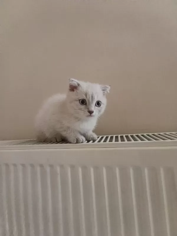 Safkan Dişi Ve Erkek Ayıcık Surat Kediler