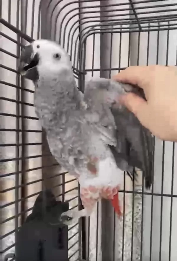 Sağlıklı Yavru Jako Papağanı