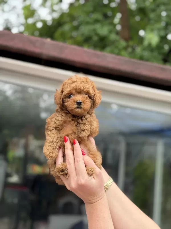 Sağlıklı Kore Red Toy Poodle