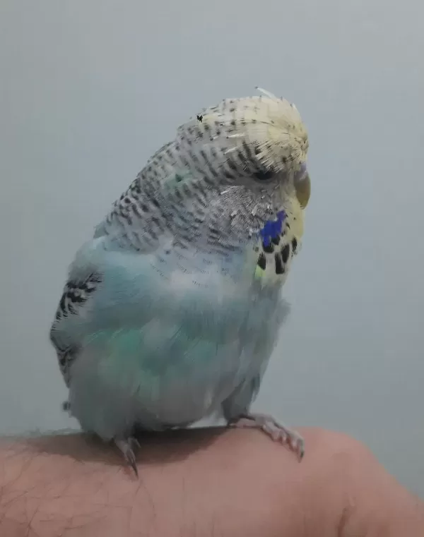 Show Jumbo Muhabbet Kuşu Yavru Erkek