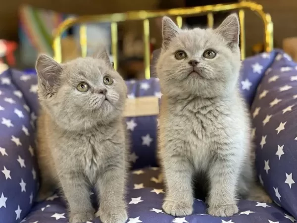 British Shorthair Yavrulari