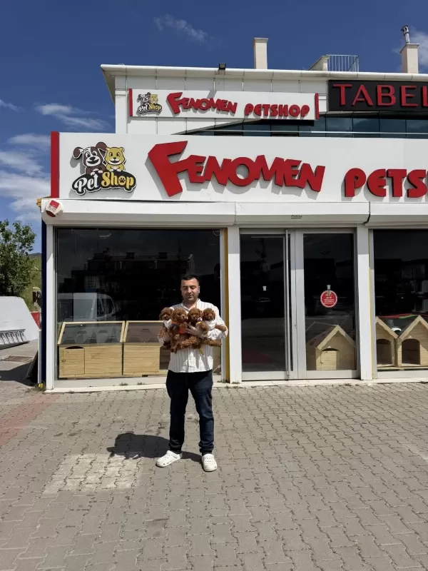 En Güzel Toy Poodle Yavrular Ankara Mağazamizda Görün