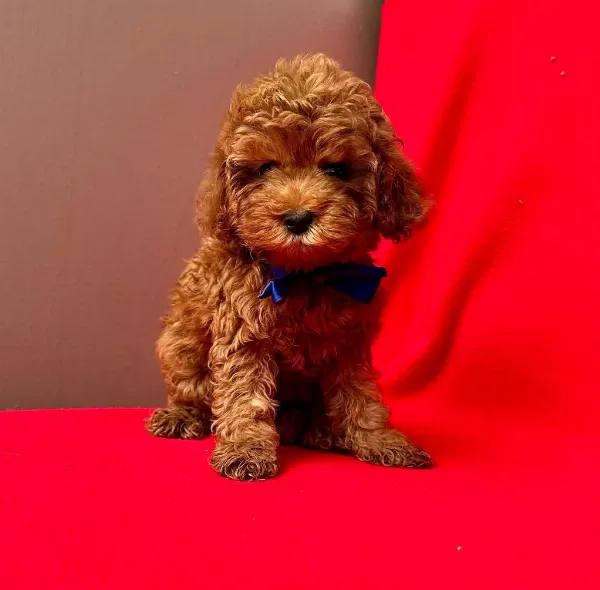 Safkan Toy Poodle Yavrularımız