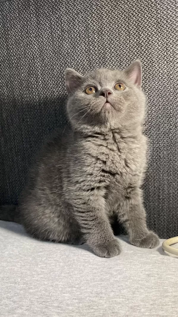 British Shorthair Blue Erkek