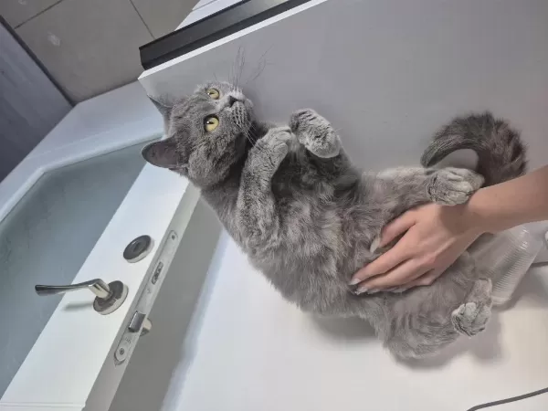 British Shorthair 7 Aylık Dişi