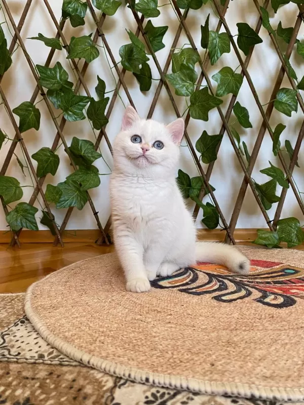 Golden Ny1233 Dişi British Shorthair Golden