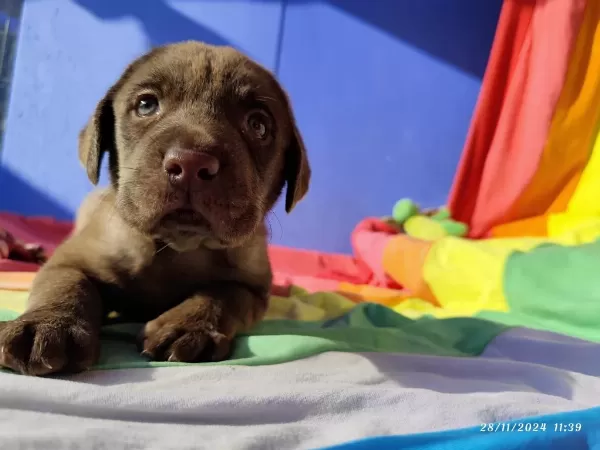 Üreticiden A Plus Kalite Labrador Yavrular