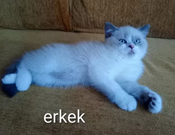 Rengarenk Chinchilla Kedisi