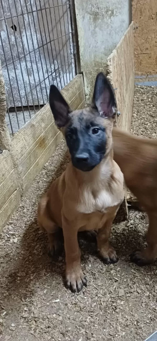 Sağlık Ve İrk Garantili Aşılı Malinoisler
