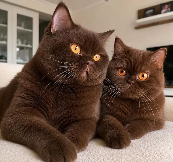 Nadir Özel Renk Chocolate British Shorthair Yavrular