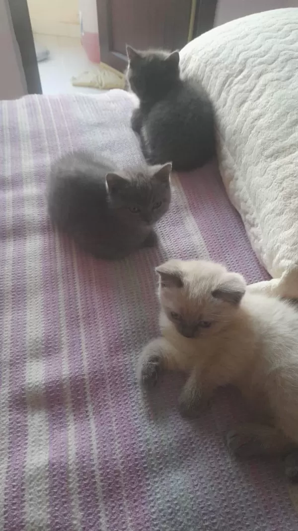 3 Tane Birbirinden Güzel Yavru Kediler