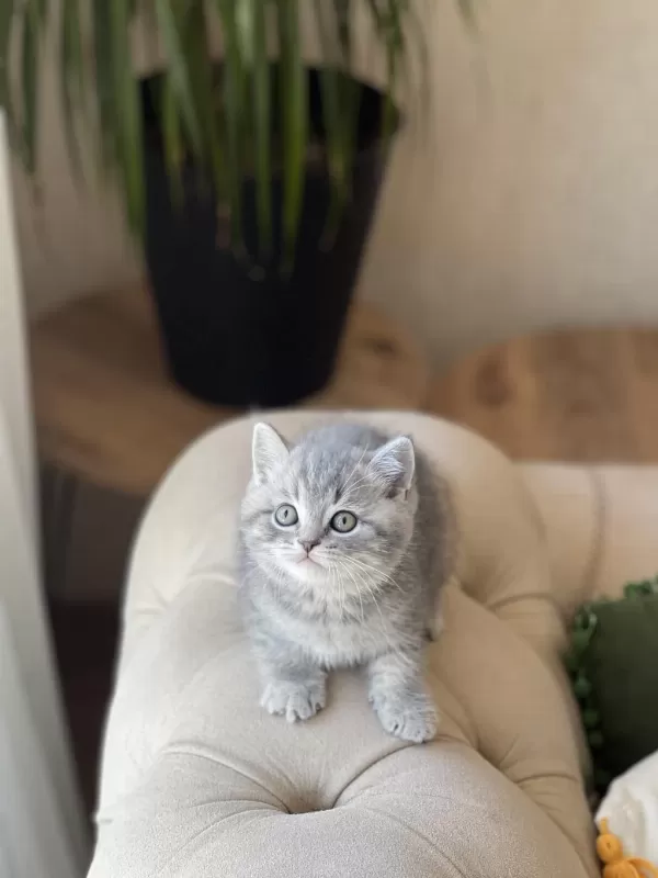 Ayi Surat British Shorthair Yavrum