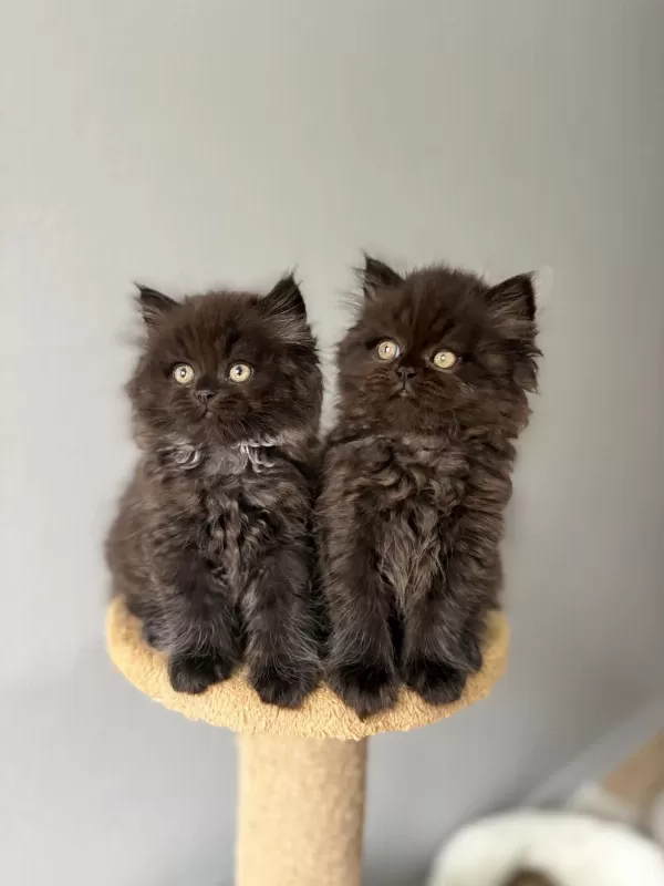British Longhair Yavrularımız