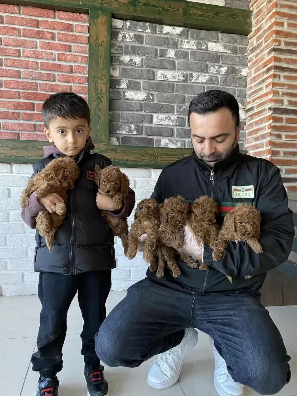 Shoooowwww Kalite Maltese Terrier Yavrular Ankara Mağazmzd