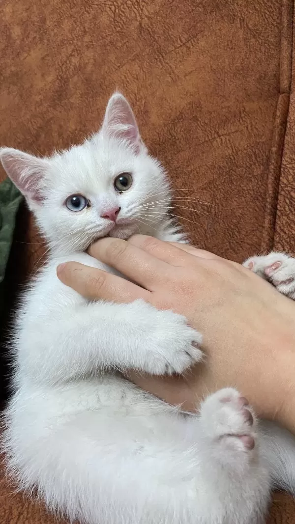 Kedimiz Bulut Yeni Yuvasını Arıyor