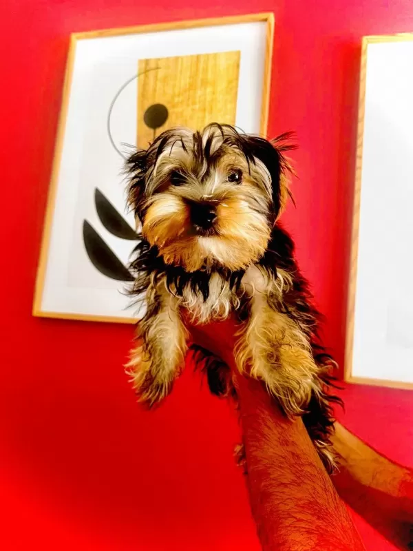 Yorkshire Terrier Köpeğimiz
