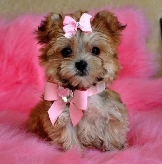Morkie Yavrularımızı Canlı Görerek Alabilirsiniz