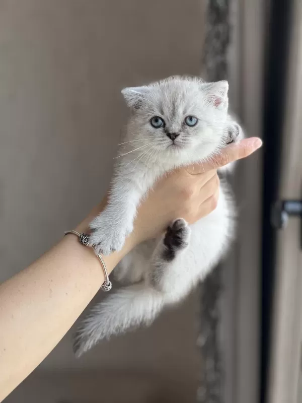 Ayi Surat Safkan British Shorthair Yavrum