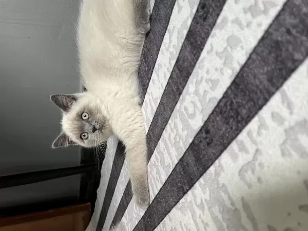 2 Aylık Blue Point Erkek British Shorthair