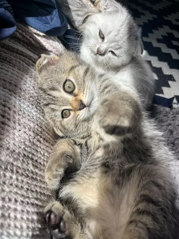 Scottish Fold Yuvarlak Yüz
