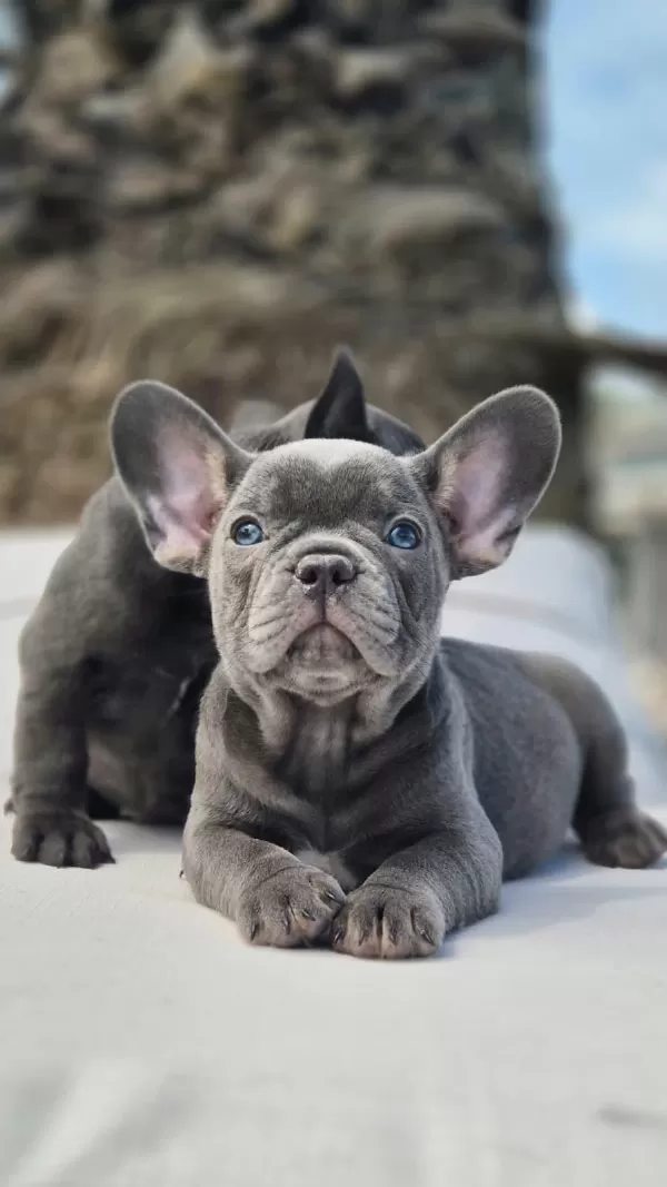 Blue French Bulldog Yavruları Çiftlikten