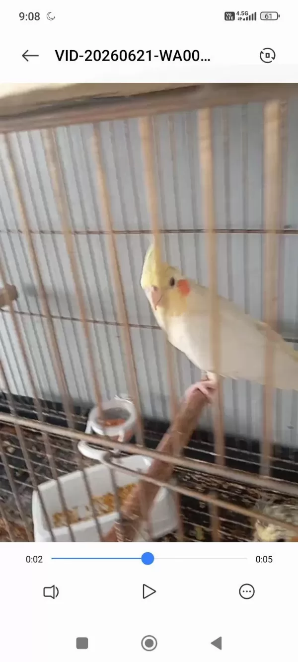 Dişi Lutino Sultan Papağanı