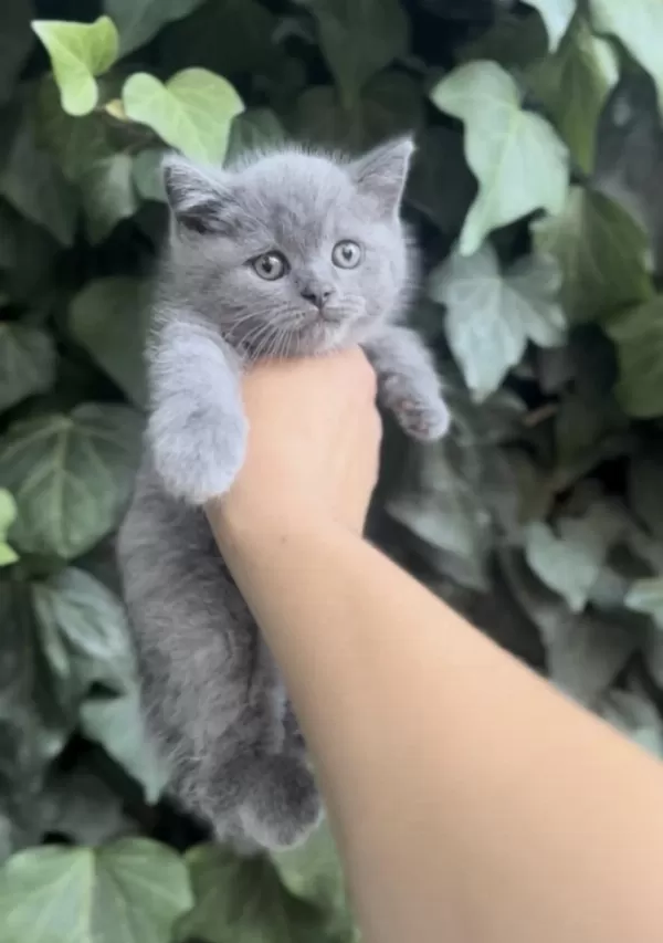 Safkan Ayi Surat British Shorthair Bebekler