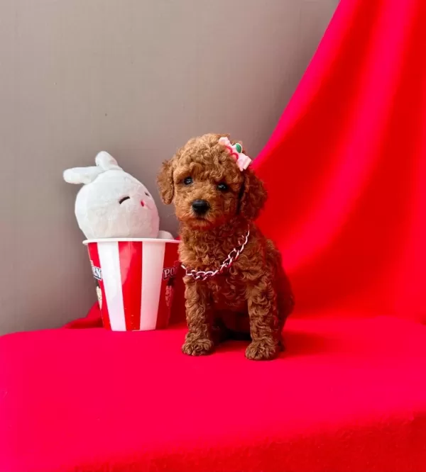Safkan Toy Poodle Yavrularımız