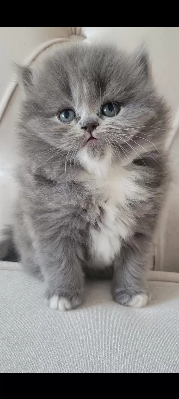 Eşsiz Güzellikte İpek Tüylü Birman Ve British Longhair