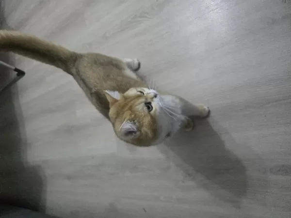 Erkek Golden British Shorthair