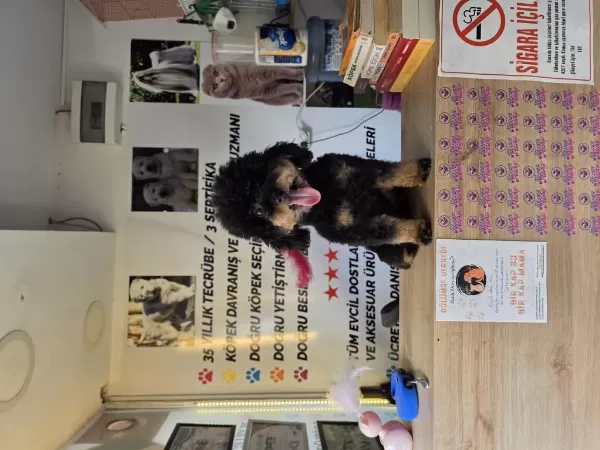 10 Aylik Dişi Kore Toy Poodle