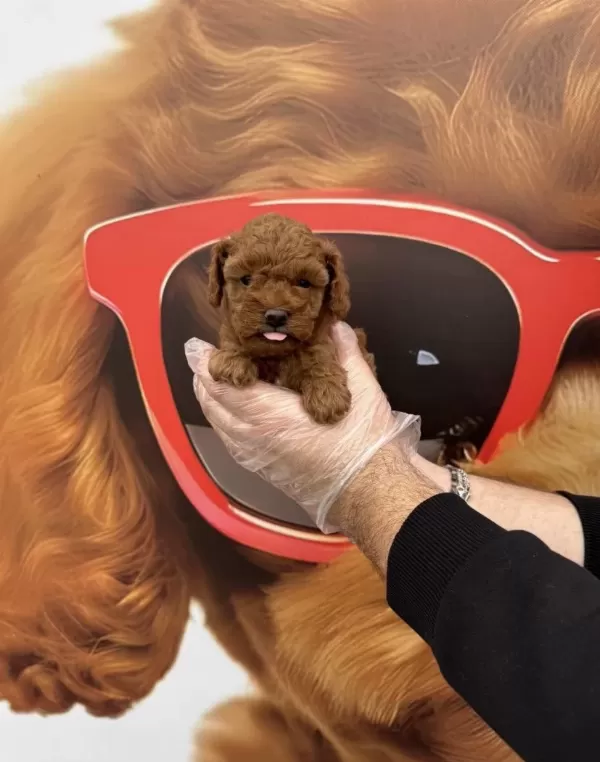 Toy Poodle Babyface Yavrularımız