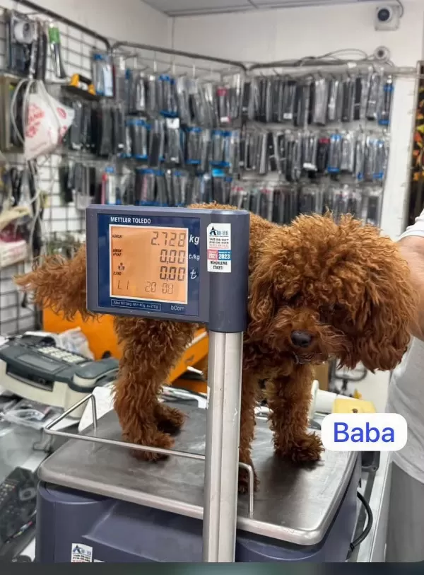 Maltipo Yavrular Toy Poodle Yavrular Ankara Mağazamizda