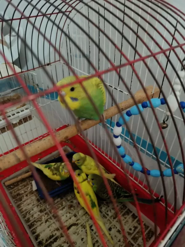 1 Aylık Bebek Kuşlar Yem Yemeye Başladılar