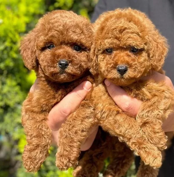 Safkan Toy Poodle Yavrularımız