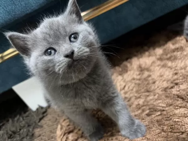 British Shorthair Cinsi