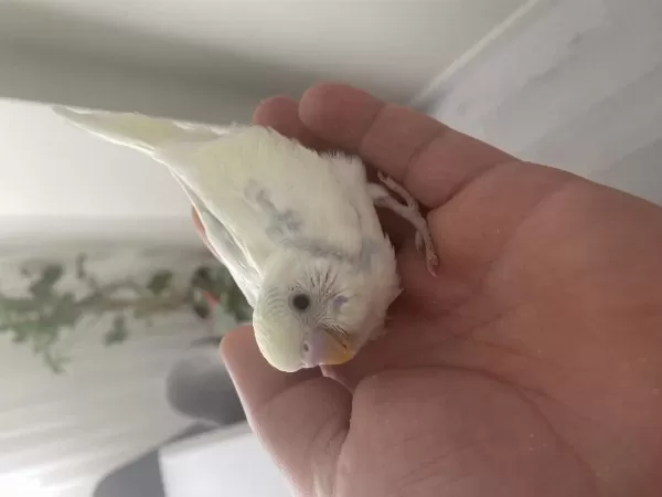 Sezonun Son Muhabbet Kuşu Yavruları