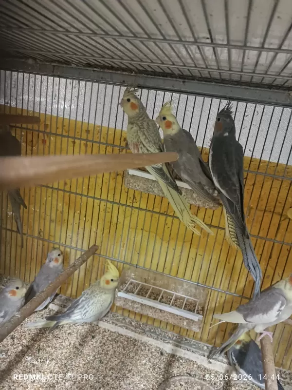 Hobiciden Bebek Sultan Papağanlar