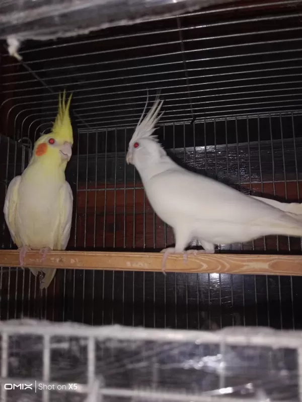Albino Ve Lutino Takım Sultan Papağanı