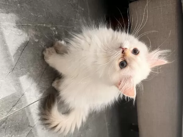 Pofuduk British Longhair Prenses