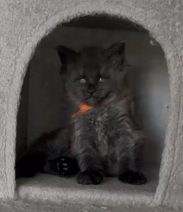 Eşi Benzeri Olmayan Show Class Maine Coon Yavrulari