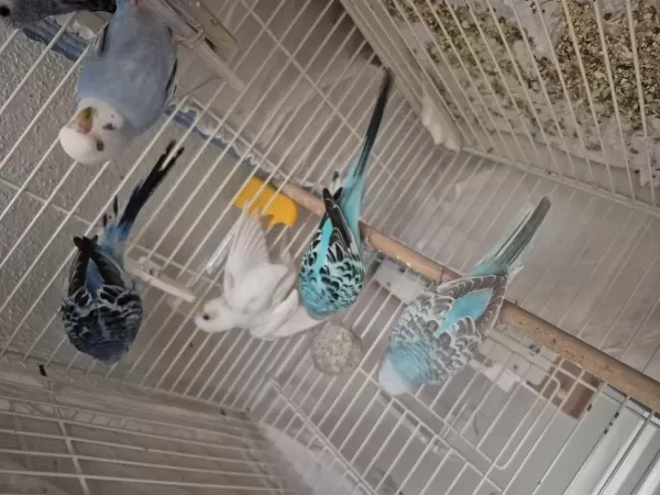 1 Aylık Yavru Kuşlar Ele Kola Alıştırmalık