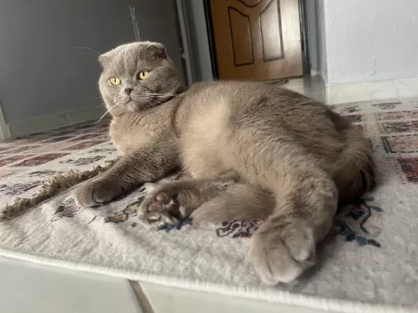 1.5 Buçuk Yaşında Erkek Scottish Fold