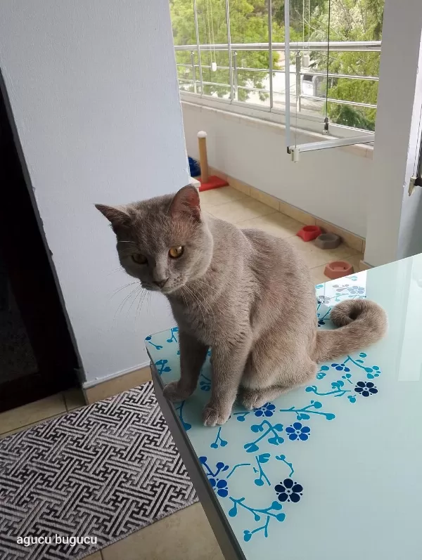 Sağlıklı Canım Kedim Deha