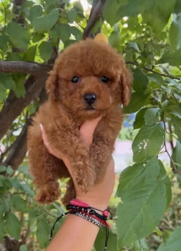 Ruhsatli Köpek Çiftliğinden Toy Poodle Yavrularımız