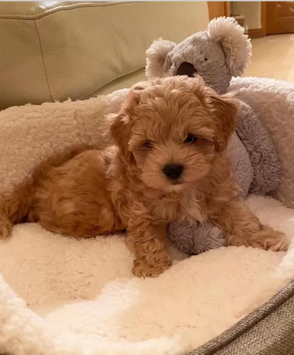 Birinci Sinif Maltipoo Yavrulari